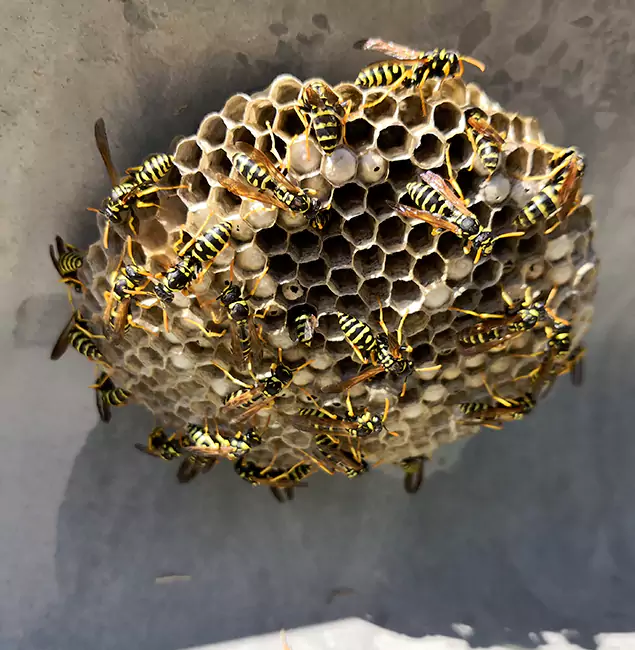 Why Nampa Chooses Nampa Pest Control Pro for Wasp Control Services?