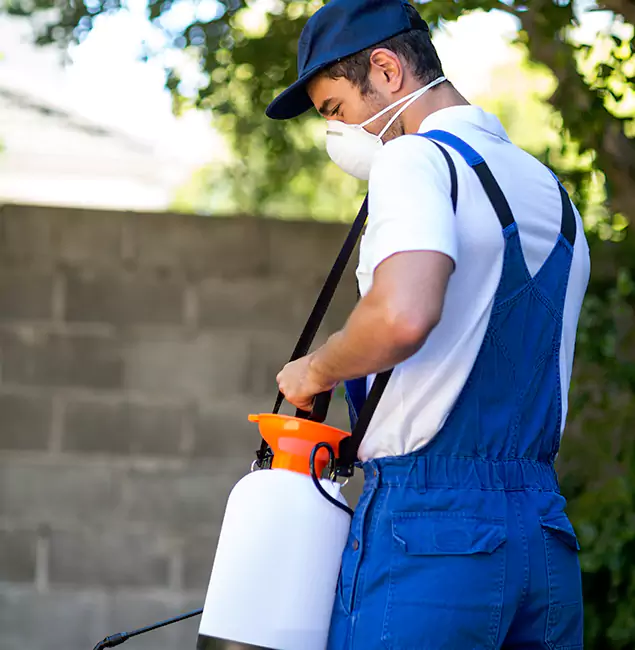 Why Nampa Pest Control Pro Is the Right Choice for Yellow Jacket Removal in Nampa, ID?