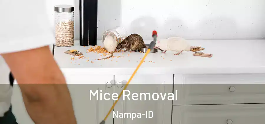 Mice Removal Nampa-ID