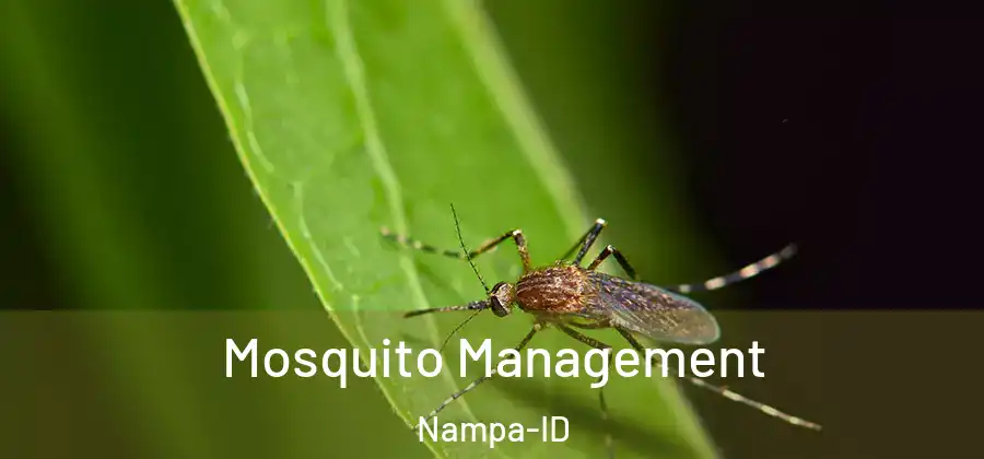 Mosquito Management Nampa-ID