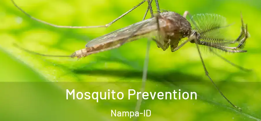 Mosquito Prevention Nampa-ID