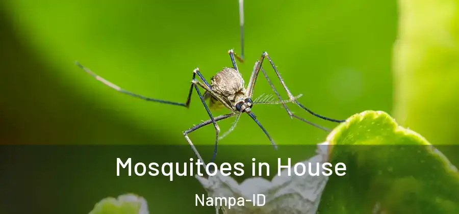  Mosquitoes in House Nampa-ID