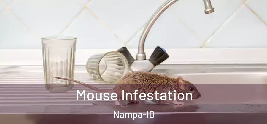  Mouse Infestation Nampa-ID