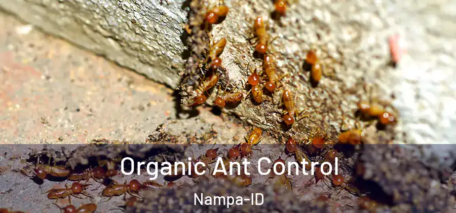Organic Ant Control Nampa-ID