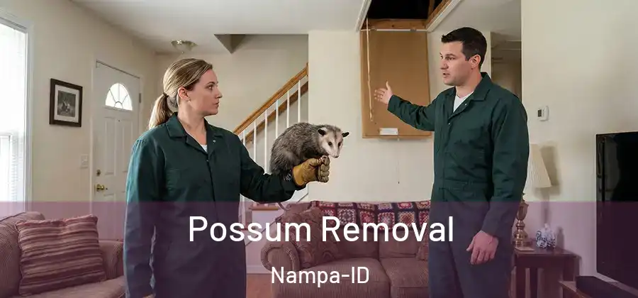 Possum Removal Nampa-ID