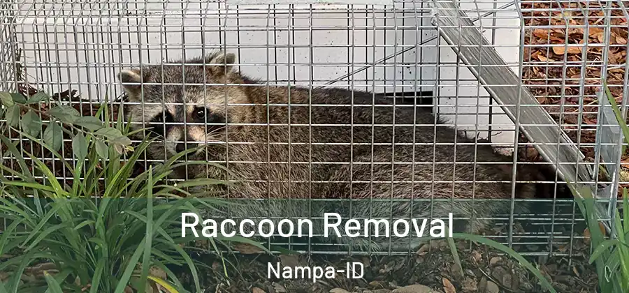  Raccoon Removal Nampa-ID