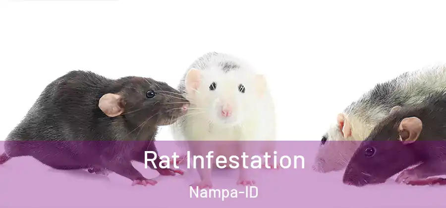  Rat Infestation Nampa-ID