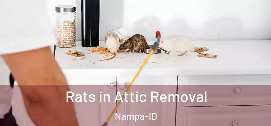 Rats in Attic Removal Nampa-ID