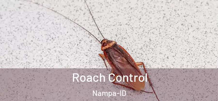 Roach Control Nampa-ID