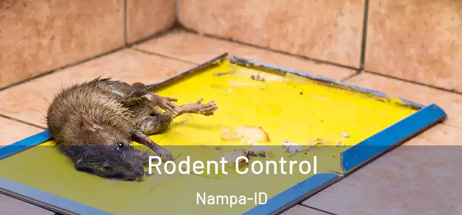 Rodent Control Nampa-ID