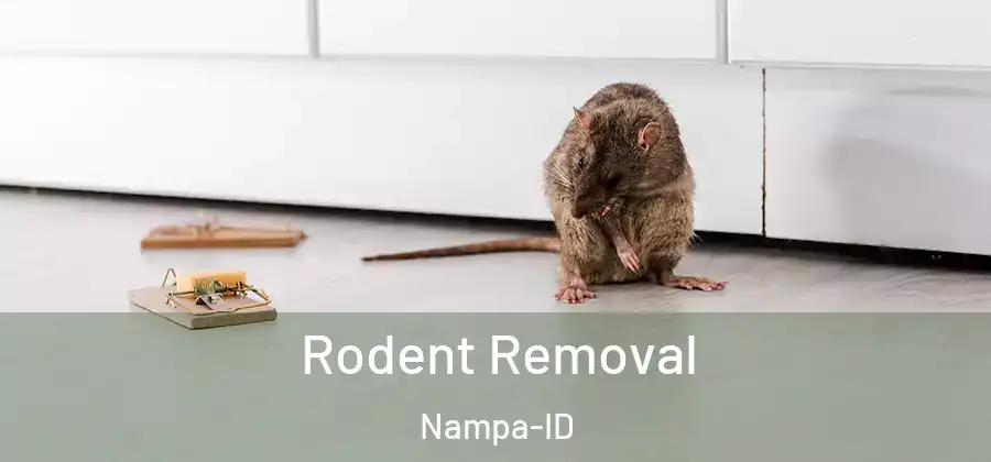 Rodent Removal Nampa-ID