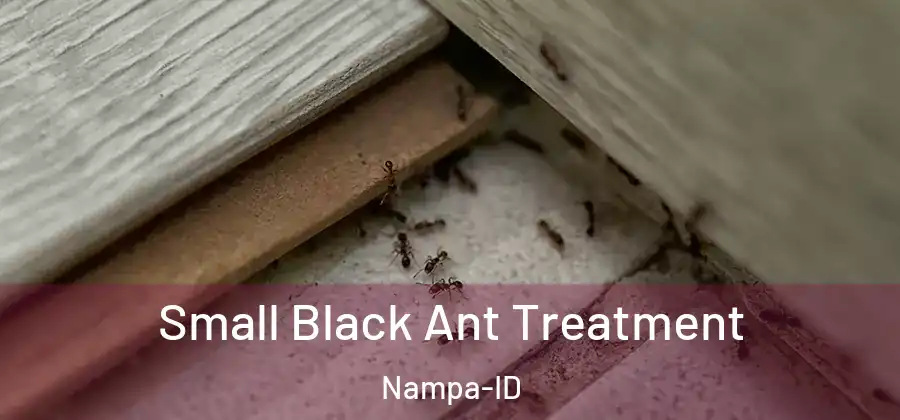  Small Black Ant Treatment Nampa-ID