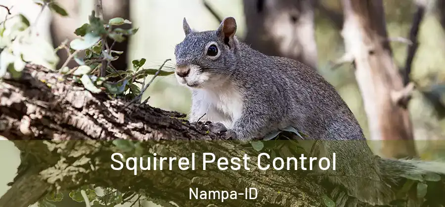 Squirrel Pest Control Nampa-ID