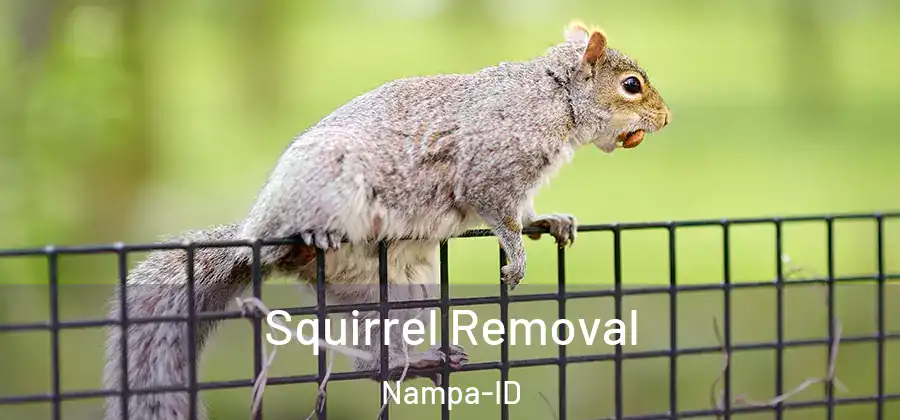  Squirrel Removal Nampa-ID