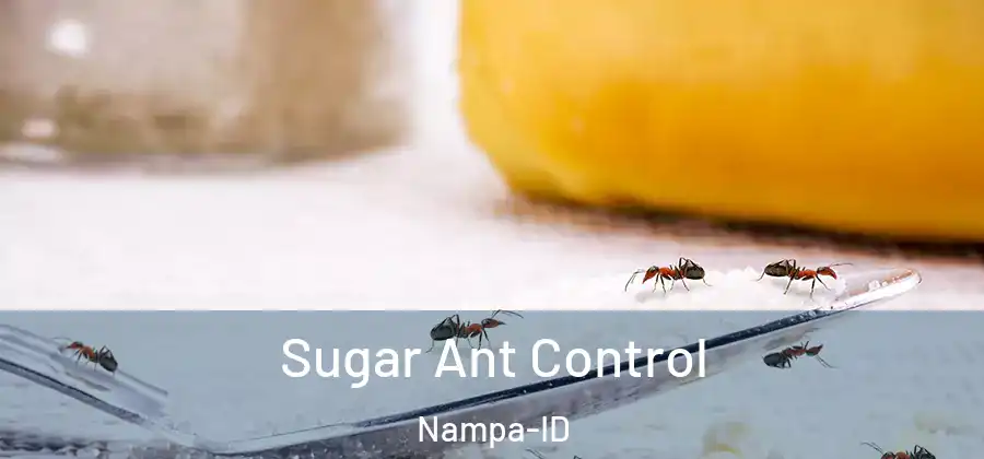  Sugar Ant Control Nampa-ID