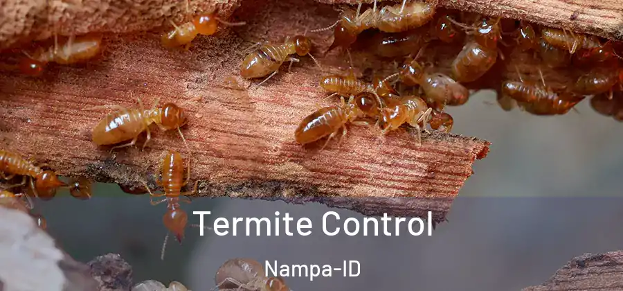  Termite Control Nampa-ID