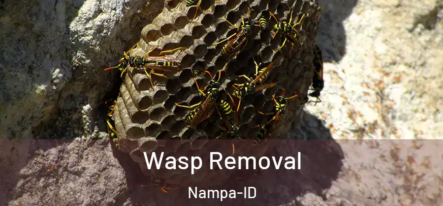 Wasp Removal Nampa-ID