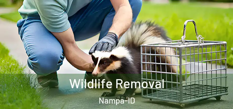 Wildlife Removal Nampa-ID