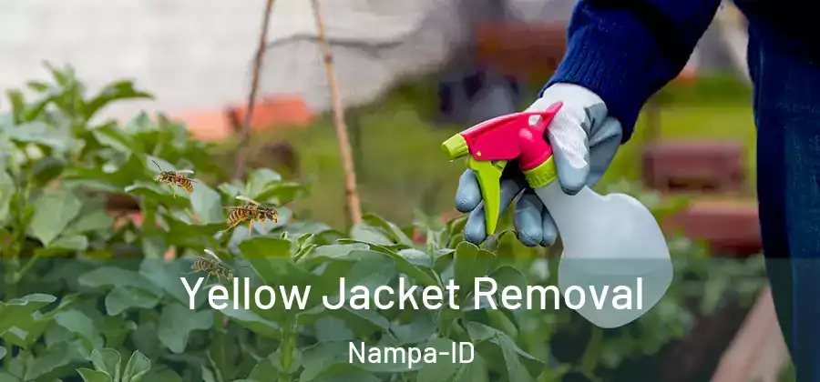  Yellow Jacket Removal Nampa-ID